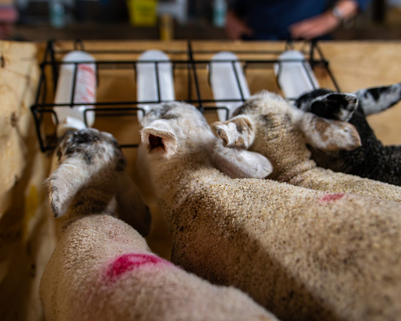 Lambing (74 of 111)