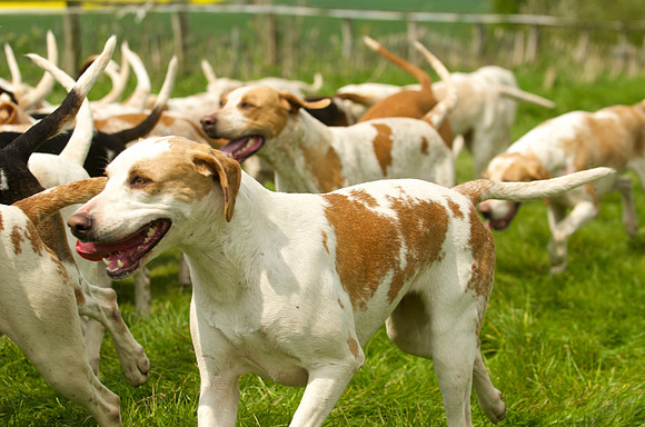 Ponies and Hounds 21