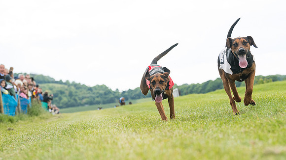 Hound Race  (19 of 49)
