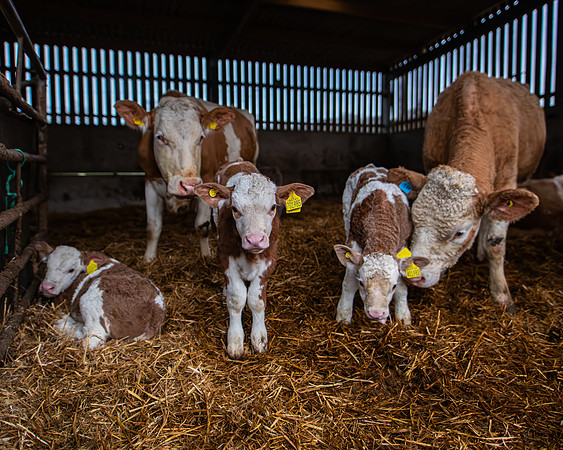 Lambing (62 of 111)