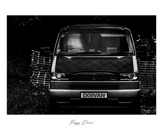 Dog van -8502
