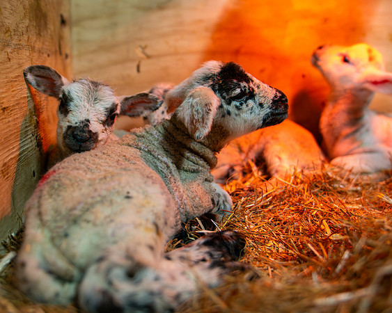 Lambing (86 of 111)