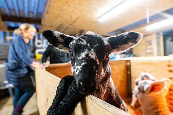 Lambing (47 of 111)