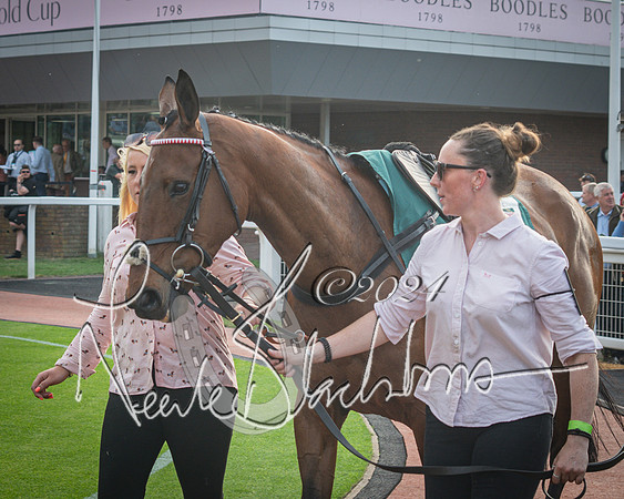 Race 5 - Mares Open Hunter Steeplechase 3m2f 70y (24 of 269)