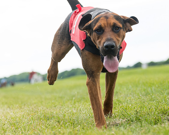 Hound Race  (23 of 49)