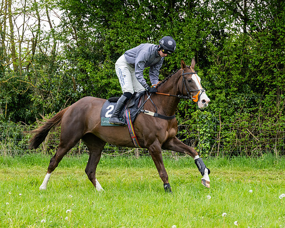 Race 3 - Young Horse Maiden (6 of 216)