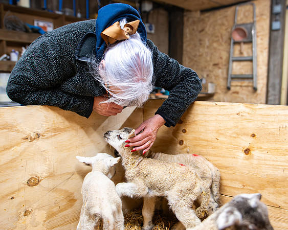 Lambing (79 of 111)