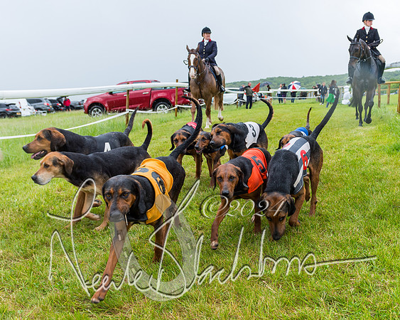 Race 7 - Hound Race etc (13 of 108)