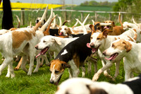 Ponies and Hounds 20