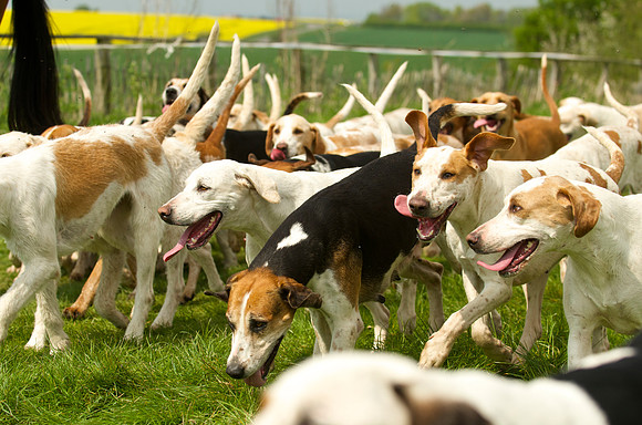 Ponies and Hounds 20