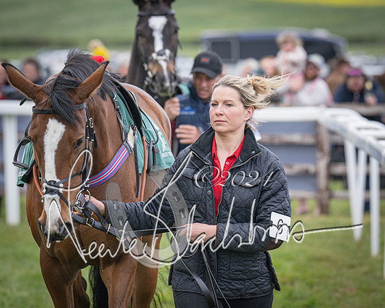 Race 2 - Tattersalls Cheltenham 4 year old Maiden (8 of 85)