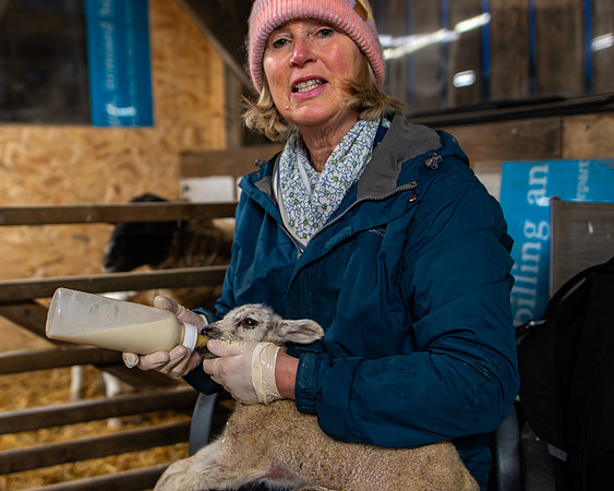 Lambing (88 of 111)