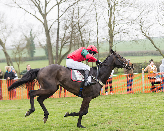 Race 2 - 4,5,6 Year Olds Open Maiden  (80 of 100)