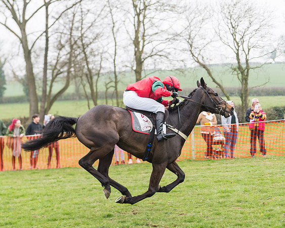 Race 2 - 4,5,6 Year Olds Open Maiden  (81 of 100)