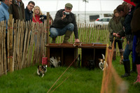 1 -Terrier Races 5
