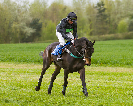 Race 2 - Young Horse Maiden  (5 of 100)