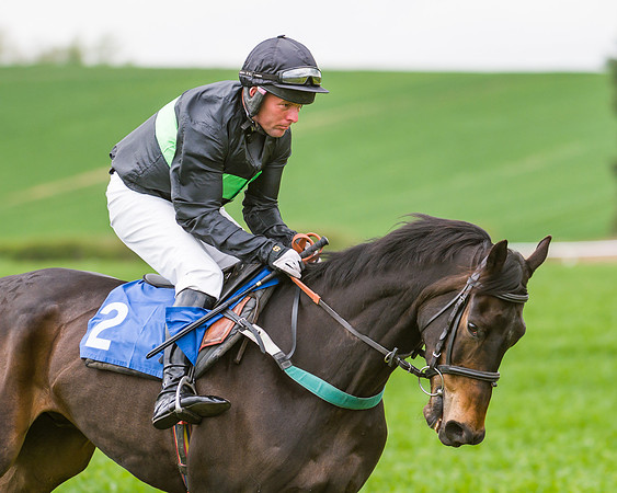 Race 2 - Young Horse Maiden  (7 of 100)