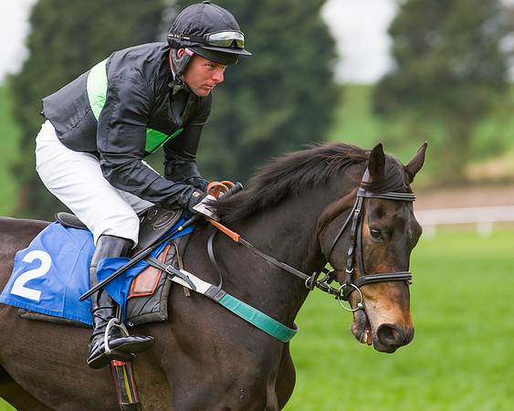 Race 2 - Young Horse Maiden  (8 of 100)