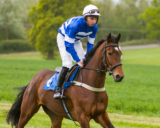 Race 2 - Young Horse Maiden  (13 of 100)