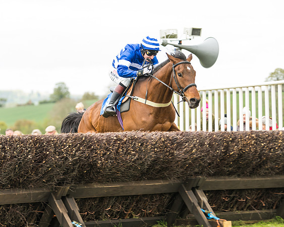 Race 2 - Young Horse Maiden  (71 of 100)