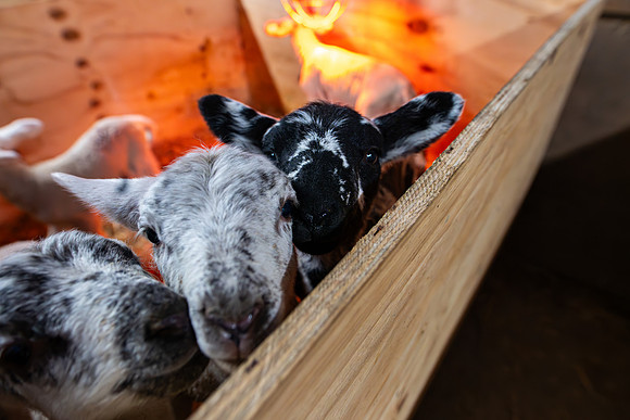 Lambing (44 of 111)
