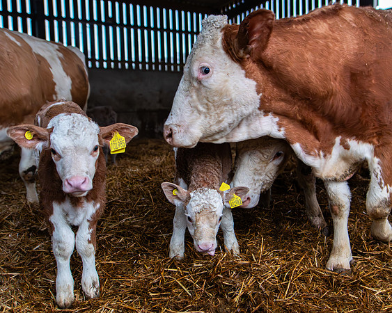 Lambing (65 of 111)