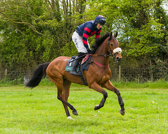 Race 2 - Young Horse Maiden (3 of 48)