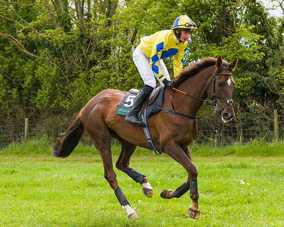 Race 2 - Young Horse Maiden (5 of 48)