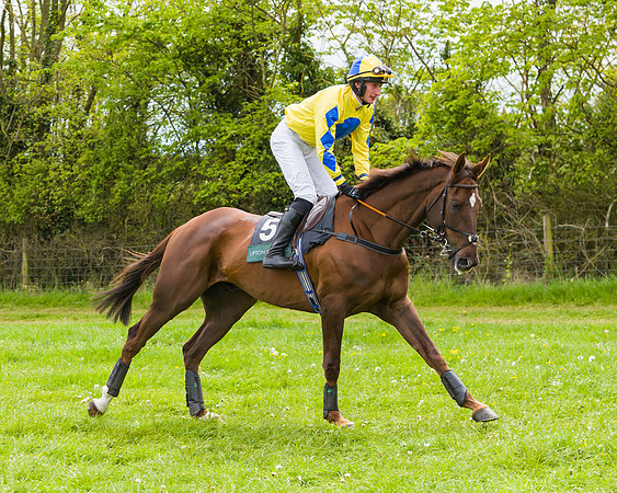 Race 2 - Young Horse Maiden (6 of 48)