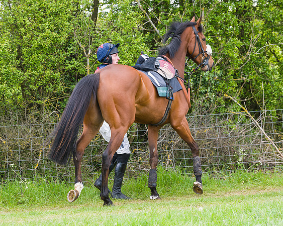 Race 2 - Young Horse Maiden (8 of 48)