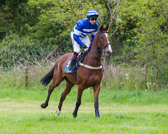 Race 2 - Young Horse Maiden (12 of 48)