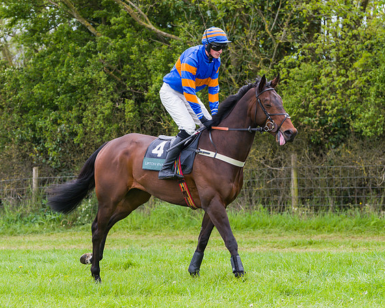 Race 2 - Young Horse Maiden (15 of 48)