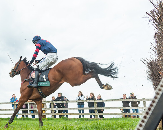 Race 2 - Young Horse Maiden (37 of 48)