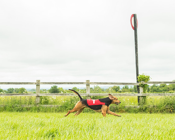 Race 4 - Hound Race  (25 of 139)