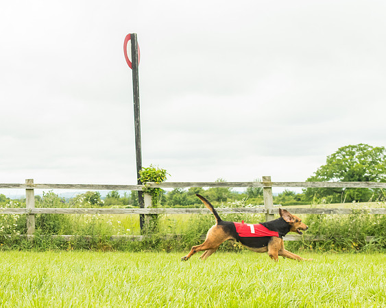 Race 4 - Hound Race  (28 of 139)