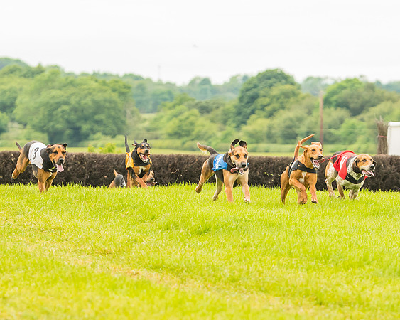 Race 4 - Hound Race  (49 of 139)