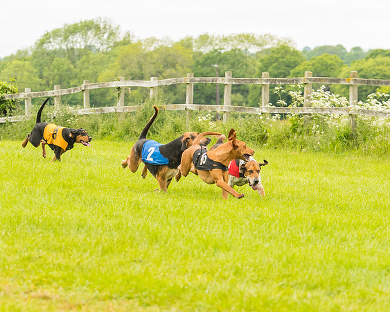 Race 4 - Hound Race  (53 of 139)