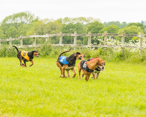 Race 4 - Hound Race  (55 of 139)