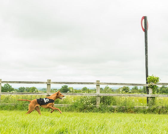 Race 4 - Hound Race  (59 of 139)
