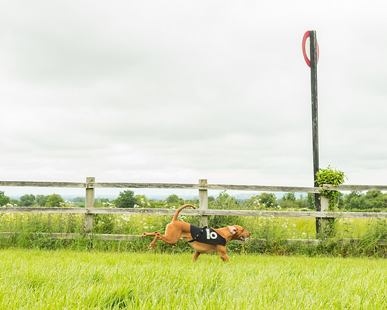 Race 4 - Hound Race  (60 of 139)