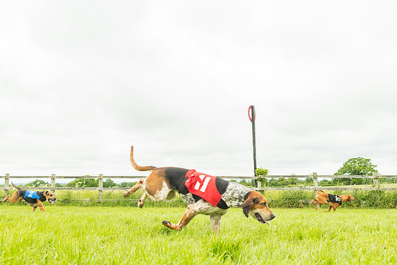 Race 4 - Hound Race  (62 of 139)