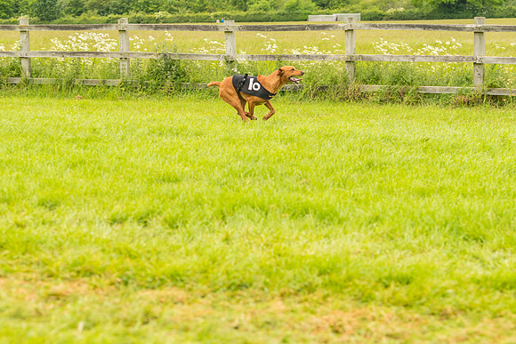 Race 4 - Hound Race  (63 of 139)