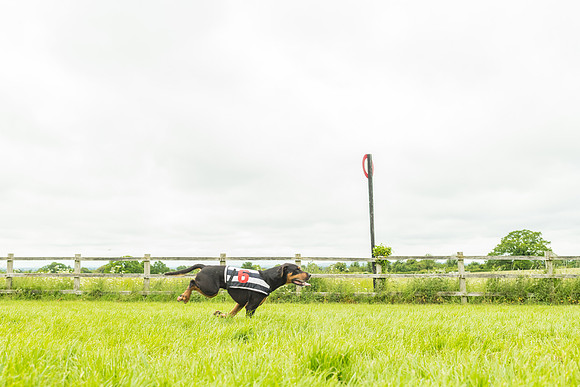 Race 4 - Hound Race  (68 of 139)