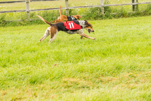 Race 4 - Hound Race  (71 of 139)
