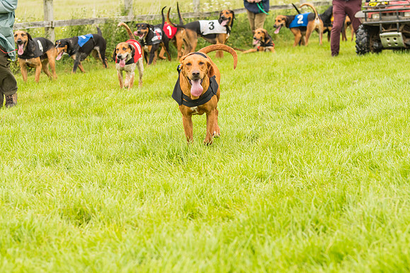 Race 4 - Hound Race  (123 of 139)