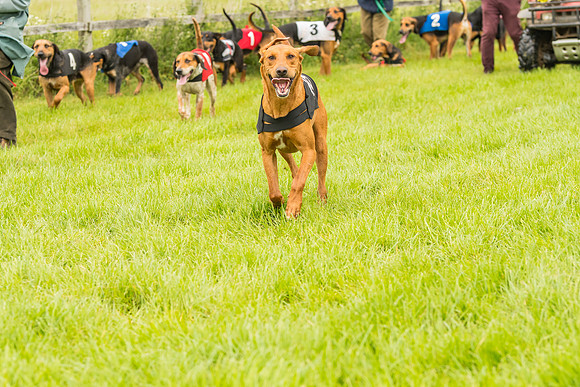 Race 4 - Hound Race  (124 of 139)