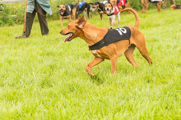 Race 4 - Hound Race  (125 of 139)