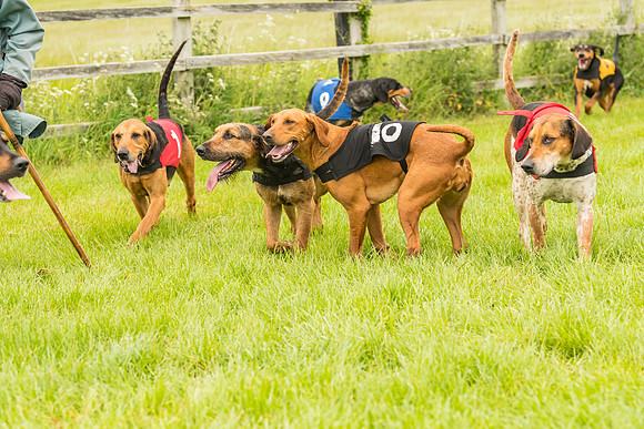 Race 4 - Hound Race  (131 of 139)