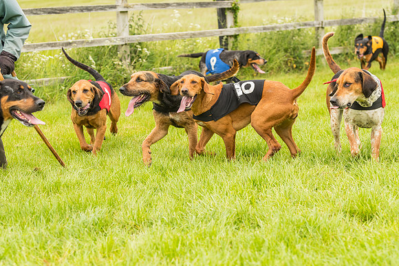 Race 4 - Hound Race  (132 of 139)