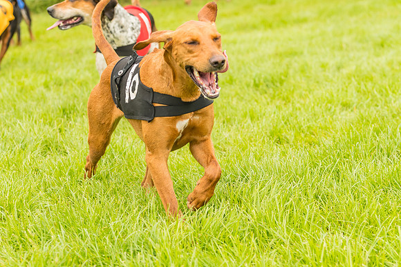 Race 4 - Hound Race  (135 of 139)